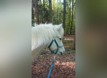 IJslander, Ruin, 22 Jaar, 134 cm, Schimmel