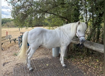 IJslander, Ruin, 23 Jaar, 144 cm, Schimmel