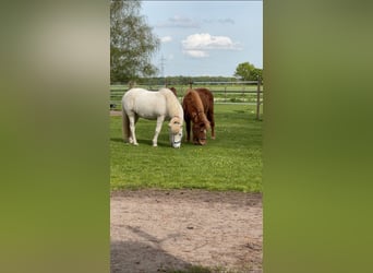 IJslander, Ruin, 23 Jaar, Schimmel