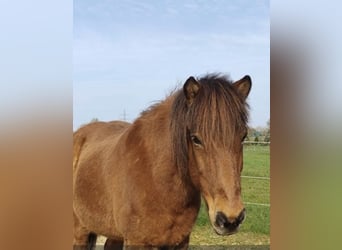 IJslander, Ruin, 25 Jaar, 138 cm, Bruin