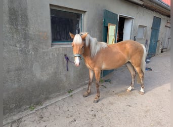 IJslander, Ruin, 2 Jaar, 133 cm, Lichtbruin