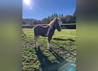 IJslander, Ruin, 2 Jaar, 138 cm, Tobiano-alle-kleuren