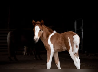 IJslander, Ruin, 2 Jaar, 138 cm, Tobiano-alle-kleuren