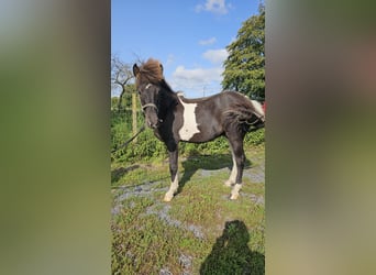 IJslander, Ruin, 3 Jaar, 136 cm, Tobiano-alle-kleuren