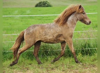 Islandpferd, Wallach, 3 Jahre, 137 cm, Palomino