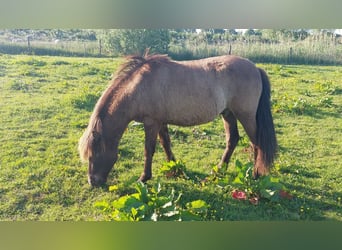 IJslander, Ruin, 3 Jaar, 137 cm, Zwartbruin