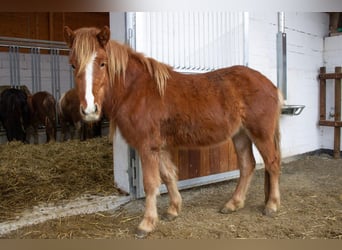 IJslander, Ruin, 3 Jaar, 138 cm, Vos