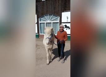 IJslander, Ruin, 3 Jaar, 140 cm, Gevlekt-paard