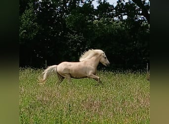 IJslander, Ruin, 3 Jaar, 140 cm, Palomino