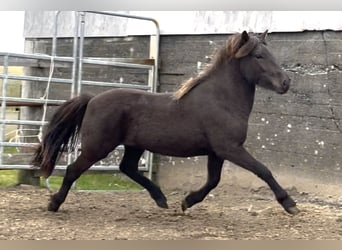 IJslander, Ruin, 3 Jaar, 144 cm, Zwart
