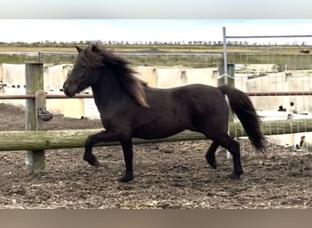 IJslander, Ruin, 3 Jaar, 144 cm, Zwart