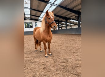 IJslander, Ruin, 3 Jaar, 145 cm, Falbe