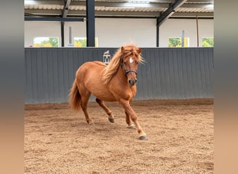IJslander, Ruin, 3 Jaar, 145 cm, Falbe