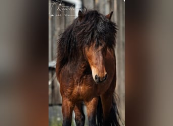 IJslander, Ruin, 3 Jaar, Bruin