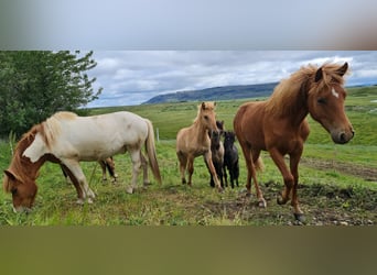 IJslander, Ruin, 4 Jaar, 134 cm, Donkere-vos