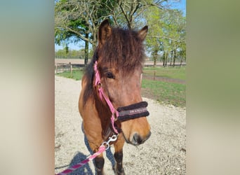 IJslander, Ruin, 4 Jaar, 138 cm, Bruin