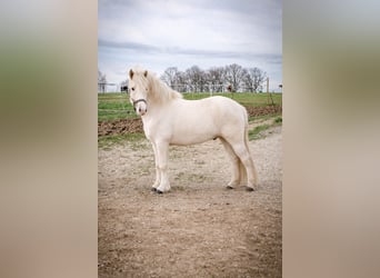 IJslander, Ruin, 4 Jaar, 138 cm, Palomino
