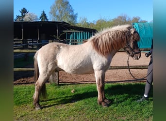 IJslander, Ruin, 4 Jaar, 140 cm, Falbe
