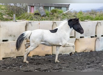 IJslander, Ruin, 4 Jaar, 140 cm, Gevlekt-paard