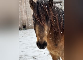IJslander, Ruin, 4 Jaar, 140 cm, Gevlekt-paard
