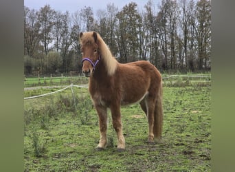 IJslander, Ruin, 4 Jaar, 142 cm, Vos