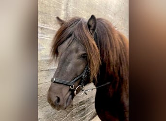 IJslander, Ruin, 4 Jaar, 143 cm, Zwartbruin
