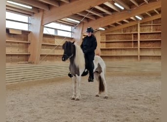 IJslander, Ruin, 4 Jaar, Gevlekt-paard