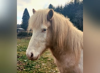 IJslander, Ruin, 4 Jaar, Palomino