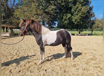 IJslander, Ruin, 5 Jaar, 136 cm, Gevlekt-paard