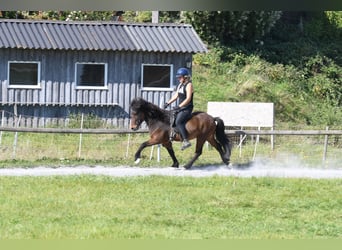IJslander, Ruin, 5 Jaar, 138 cm, Brauner