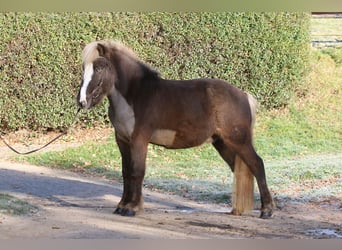 IJslander, Ruin, 5 Jaar, 138 cm