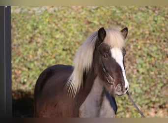 IJslander, Ruin, 5 Jaar, 138 cm