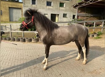 IJslander, Ruin, 5 Jaar, 138 cm, Gevlekt-paard