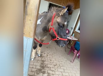 IJslander, Ruin, 5 Jaar, 138 cm, Gevlekt-paard