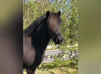 IJslander, Ruin, 5 Jaar, 140 cm, Donkere-vos