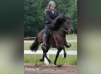 IJslander, Ruin, 5 Jaar, 140 cm, Donkere-vos