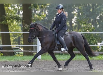 IJslander, Ruin, 5 Jaar, 140 cm, Donkere-vos