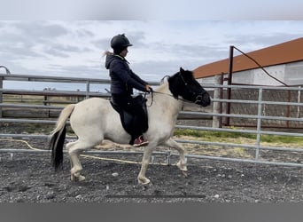 IJslander, Ruin, 5 Jaar, 140 cm, Gevlekt-paard