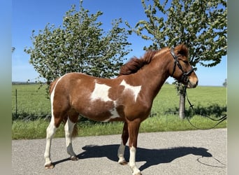 IJslander Mix, Ruin, 5 Jaar, 140 cm, Gevlekt-paard