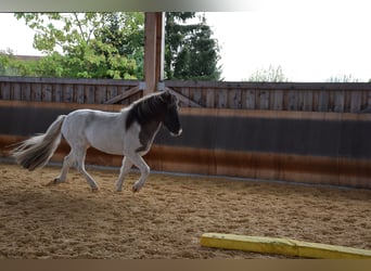 IJslander, Ruin, 5 Jaar, 141 cm, Gevlekt-paard