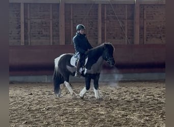 IJslander, Ruin, 5 Jaar, 141 cm, Gevlekt-paard