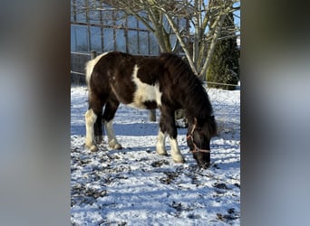 IJslander, Ruin, 5 Jaar, 141 cm, Gevlekt-paard