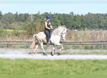 IJslander, Ruin, 5 Jaar, 142 cm, Schimmel