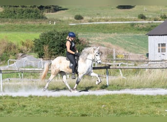 IJslander, Ruin, 5 Jaar, 142 cm, Schimmel