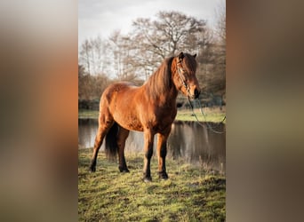 IJslander, Ruin, 5 Jaar, 143 cm, Bruin