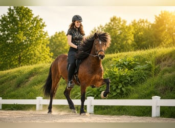 IJslander, Ruin, 5 Jaar, 143 cm, Bruin