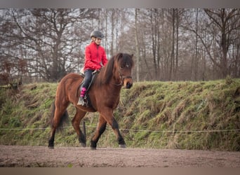 IJslander, Ruin, 5 Jaar, 143 cm, Bruin