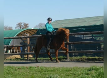 IJslander, Ruin, 5 Jaar, 144 cm, Vos