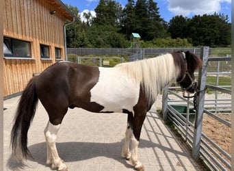 IJslander, Ruin, 5 Jaar, 145 cm, Gevlekt-paard