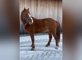 IJslander Mix, Ruin, 5 Jaar, 145 cm, Vos